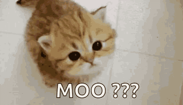 <p>Everyone should MOO. It's such a happy sound.</p>