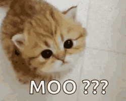 Everyone should MOO. It's such a happy sound.